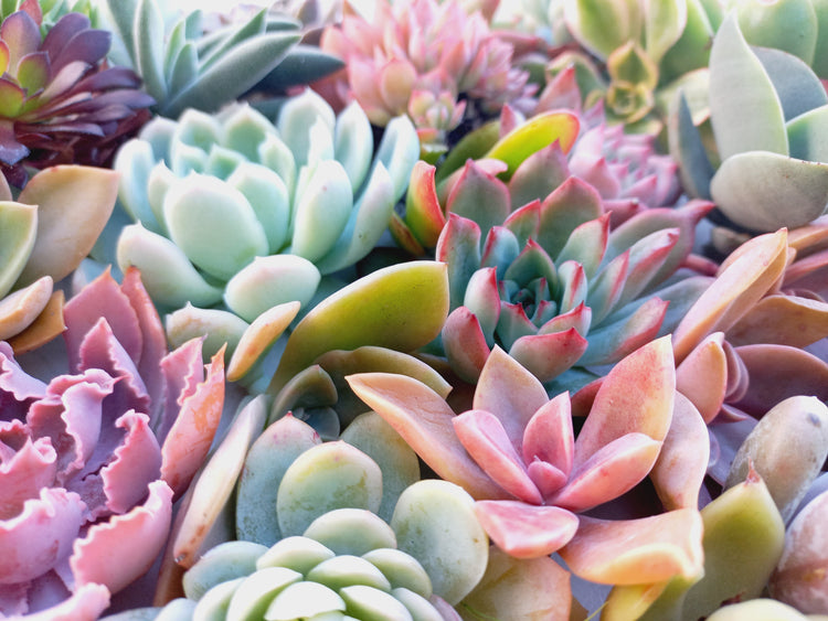 Rooted Succulents / Cutting packs / bulk value trays
