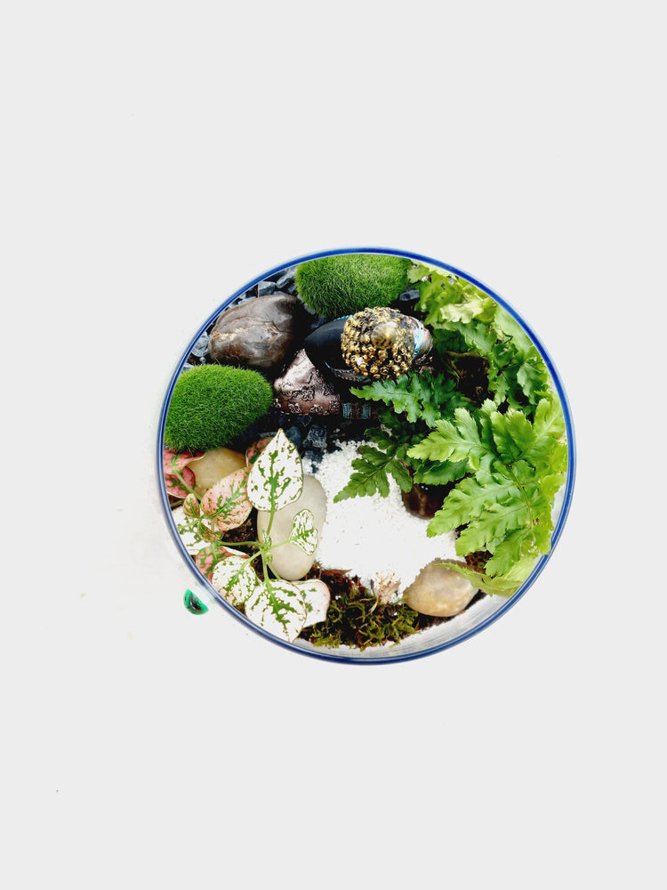 Terrariums๐ฟ