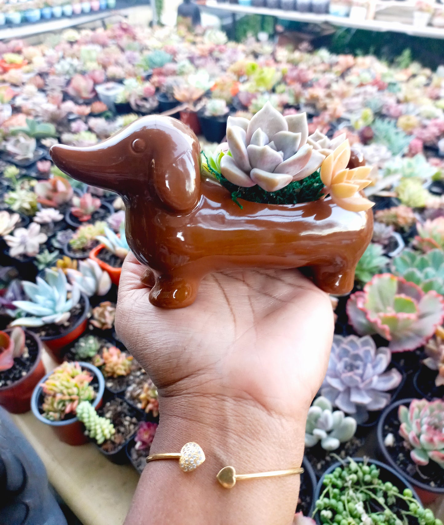 Mini Brown Dachshund Dog Succulent pot - For Pet lovers❤️