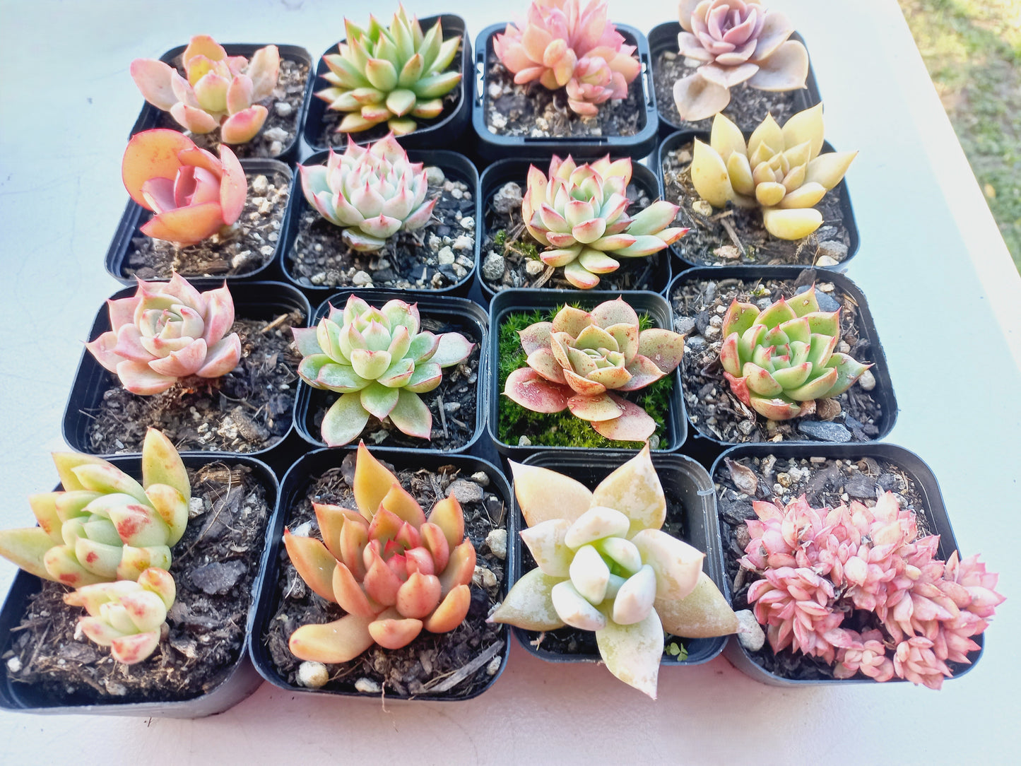 Rosette Succulents Rooted Bulk Pack (Pack A) - 16 Types in 7cm pots