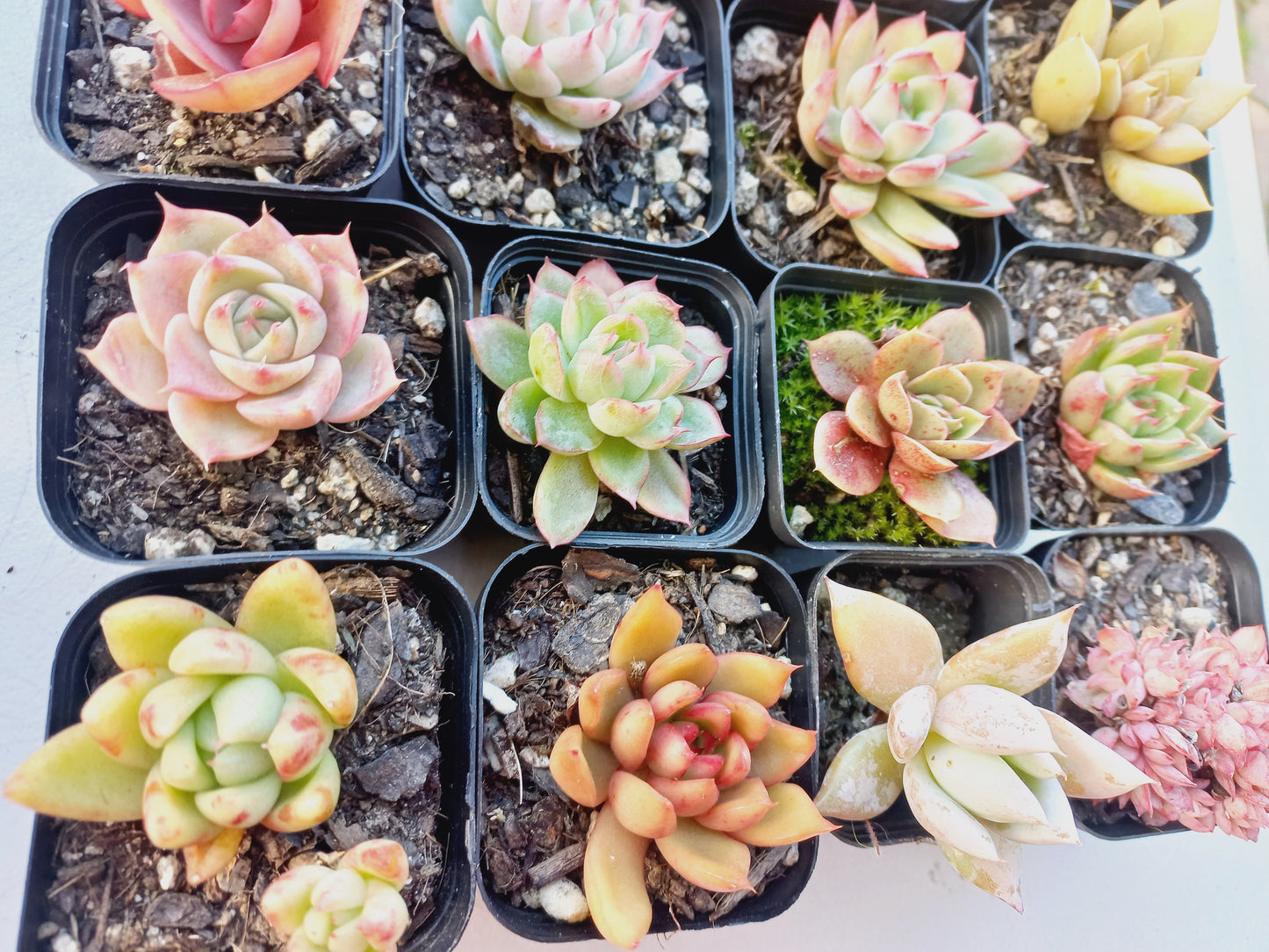 Rosette Succulents Rooted Bulk Pack (Pack A) - 16 Types in 7cm pots