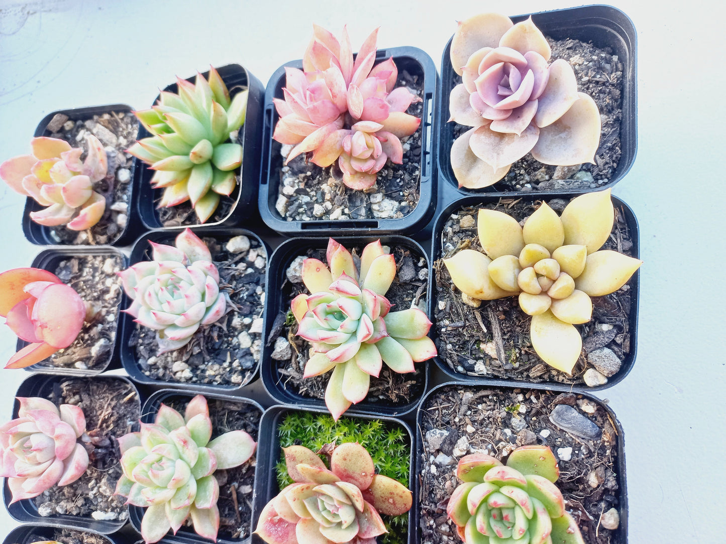 Rosette Succulents Rooted Bulk Pack (Pack A) - 16 Types in 7cm pots