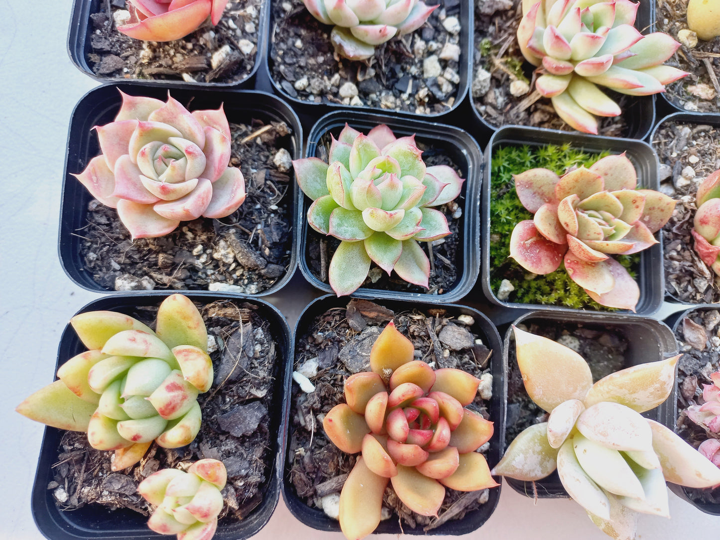 Rosette Succulents Rooted Bulk Pack (Pack A) - 16 Types in 7cm pots