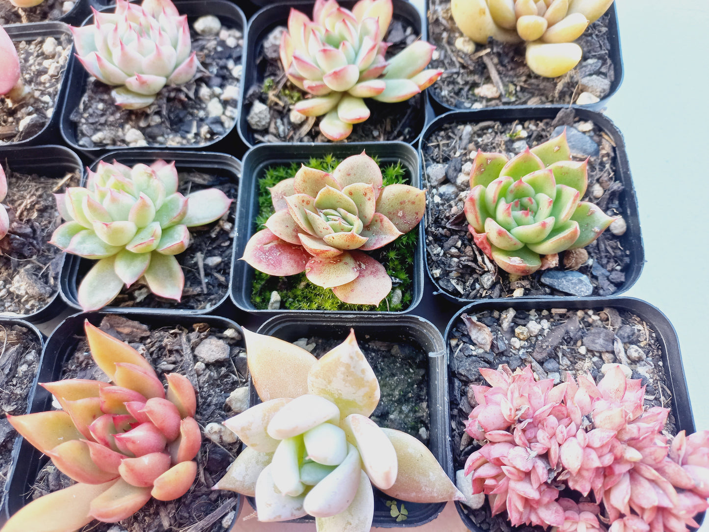Rosette Succulents Rooted Bulk Pack (Pack A) - 16 Types in 7cm pots