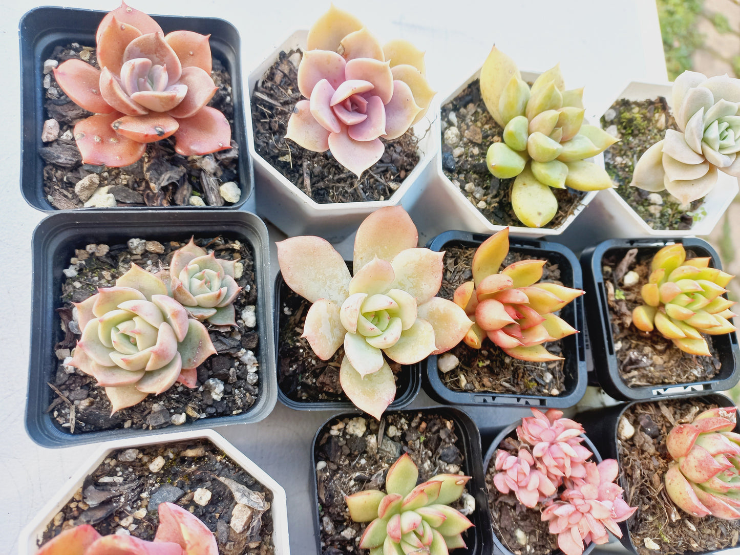 Rosette Succulents Rooted Bulk Pack (Pack B) - 16 Types in 7cm pots