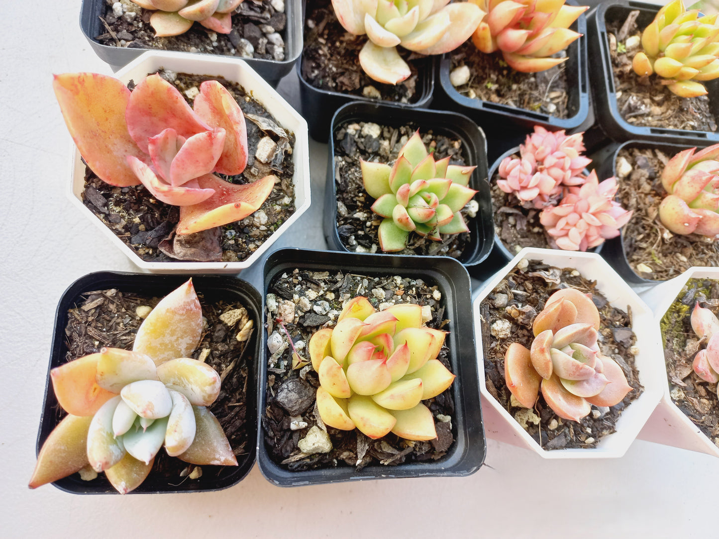 Rosette Succulents Rooted Bulk Pack (Pack B) - 16 Types in 7cm pots