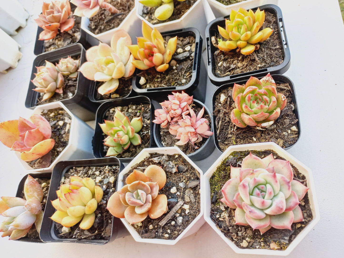 Rosette Succulents Rooted Bulk Pack (Pack B) - 16 Types in 7cm pots