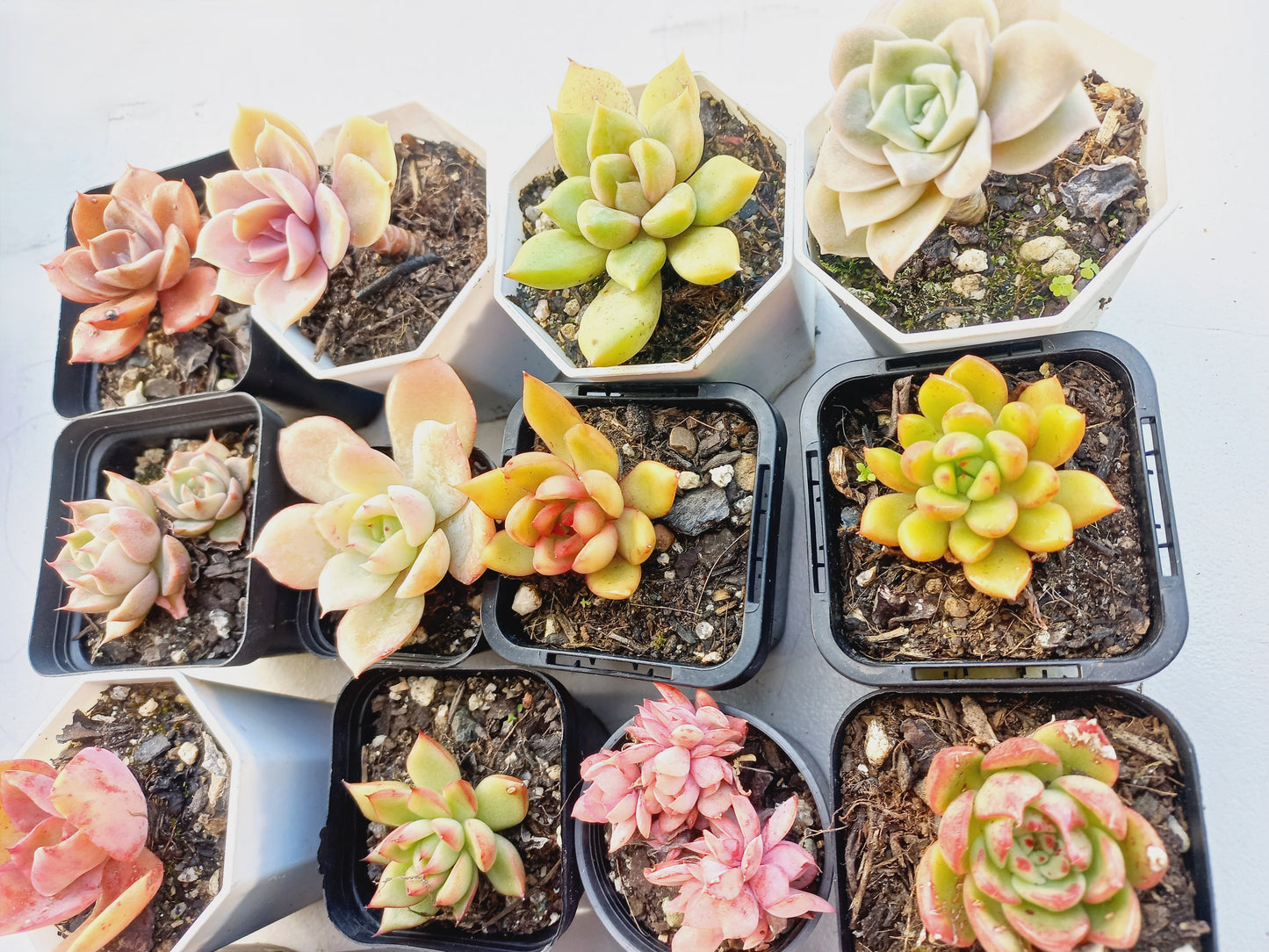 Rosette Succulents Rooted Bulk Pack (Pack B) - 16 Types in 7cm pots