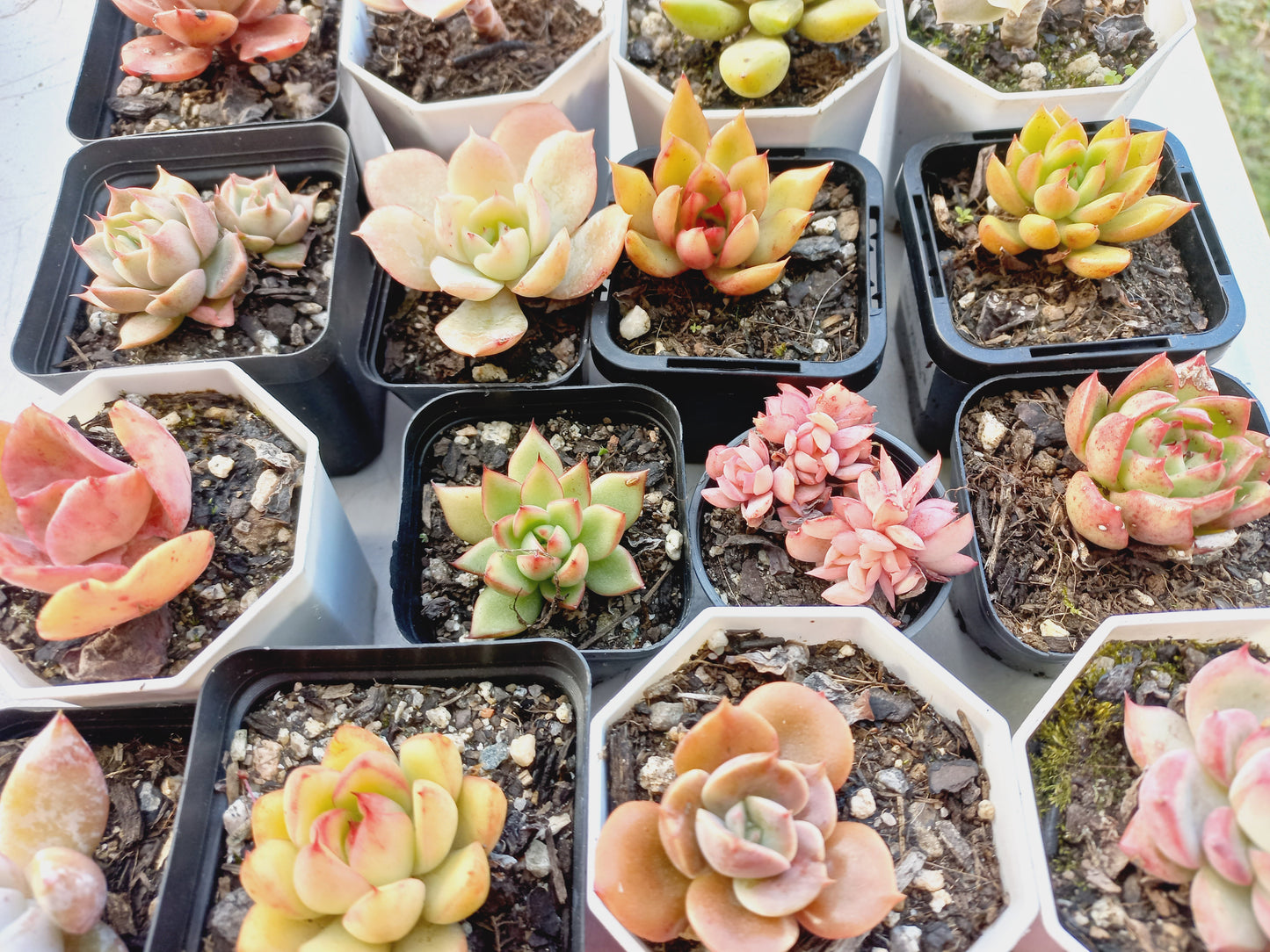 Rosette Succulents Rooted Bulk Pack (Pack B) - 16 Types in 7cm pots