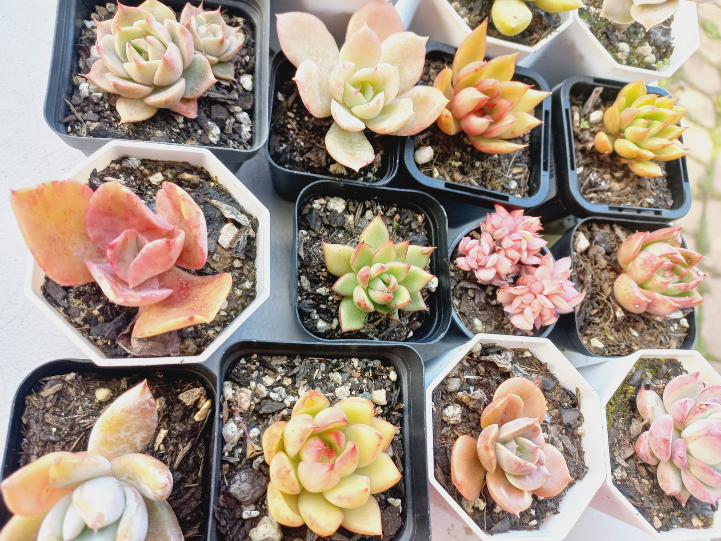Rosette Succulents Rooted Bulk Pack (Pack B) - 16 Types in 7cm pots