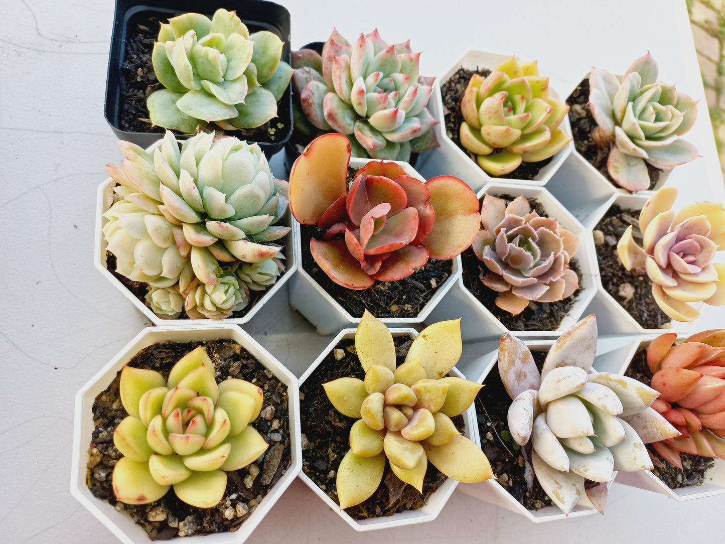 Rosette Succulents Rooted Bulk Pack (Pack C) - 12 Types in 8cm pots