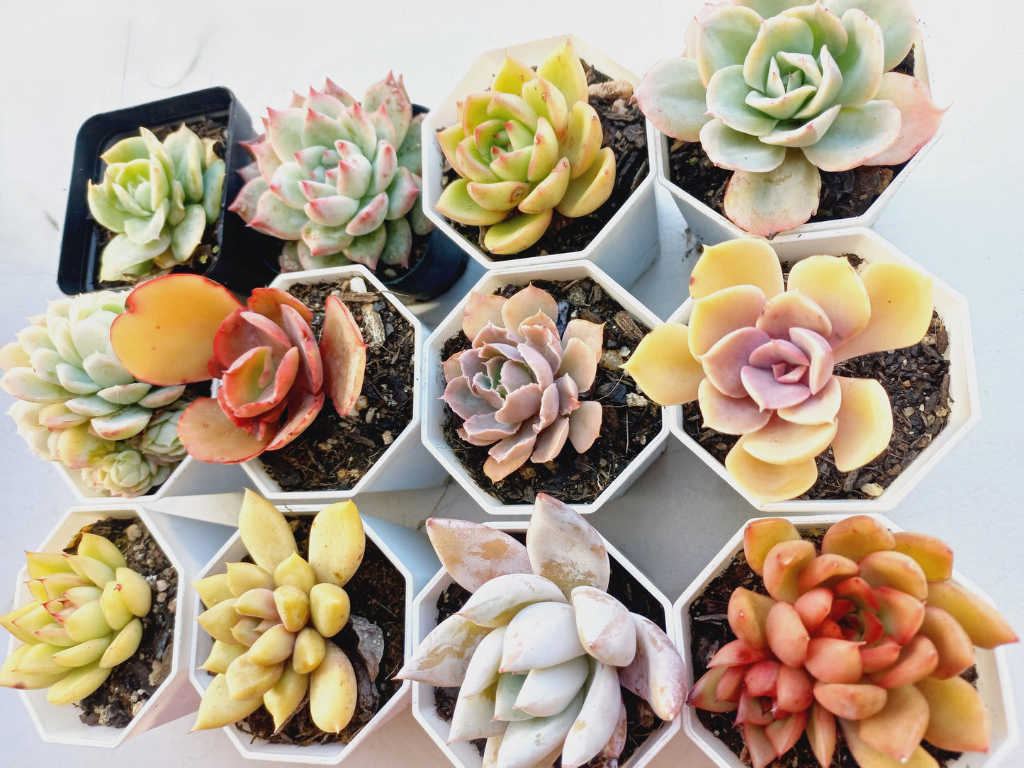 Rosette Succulents Rooted Bulk Pack (Pack C) - 12 Types in 8cm pots