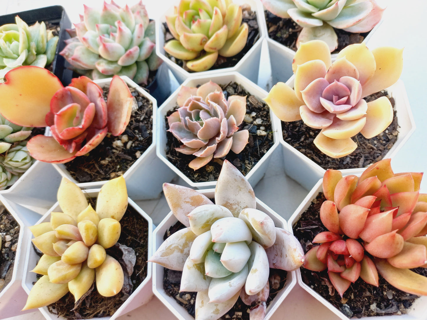 Rosette Succulents Rooted Bulk Pack (Pack C) - 12 Types in 8cm pots