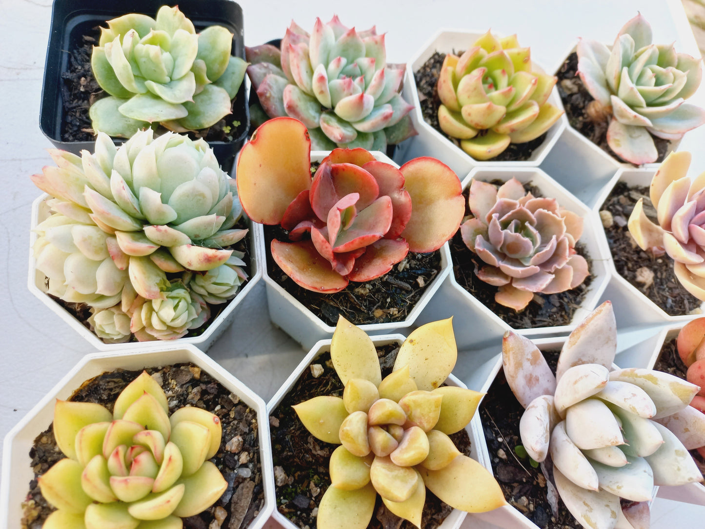 Rosette Succulents Rooted Bulk Pack (Pack C) - 12 Types in 8cm pots