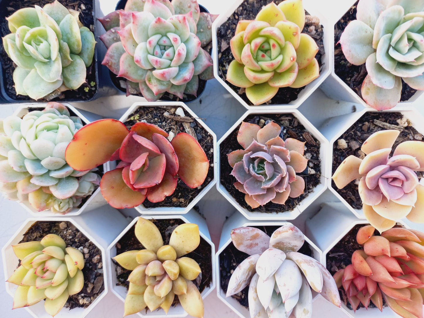 Rosette Succulents Rooted Bulk Pack (Pack C) - 12 Types in 8cm pots