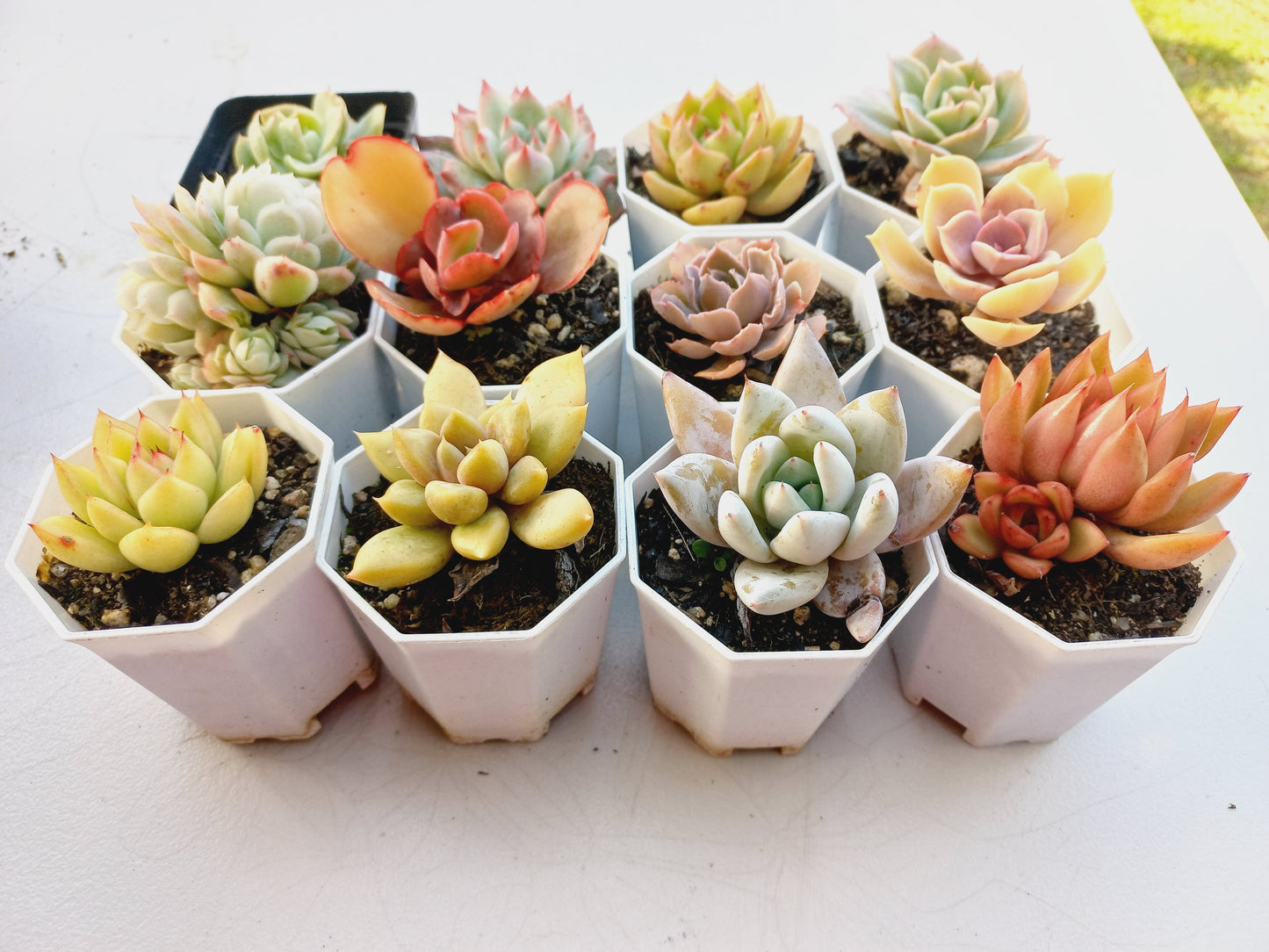 Rosette Succulents Rooted Bulk Pack (Pack C) - 12 Types in 8cm pots