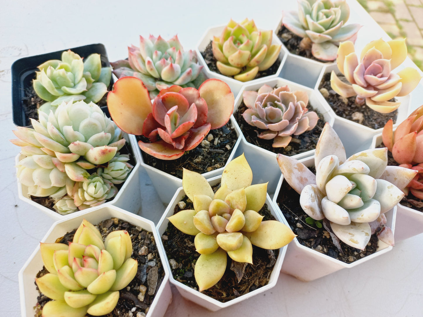 Rosette Succulents Rooted Bulk Pack (Pack C) - 12 Types in 8cm pots