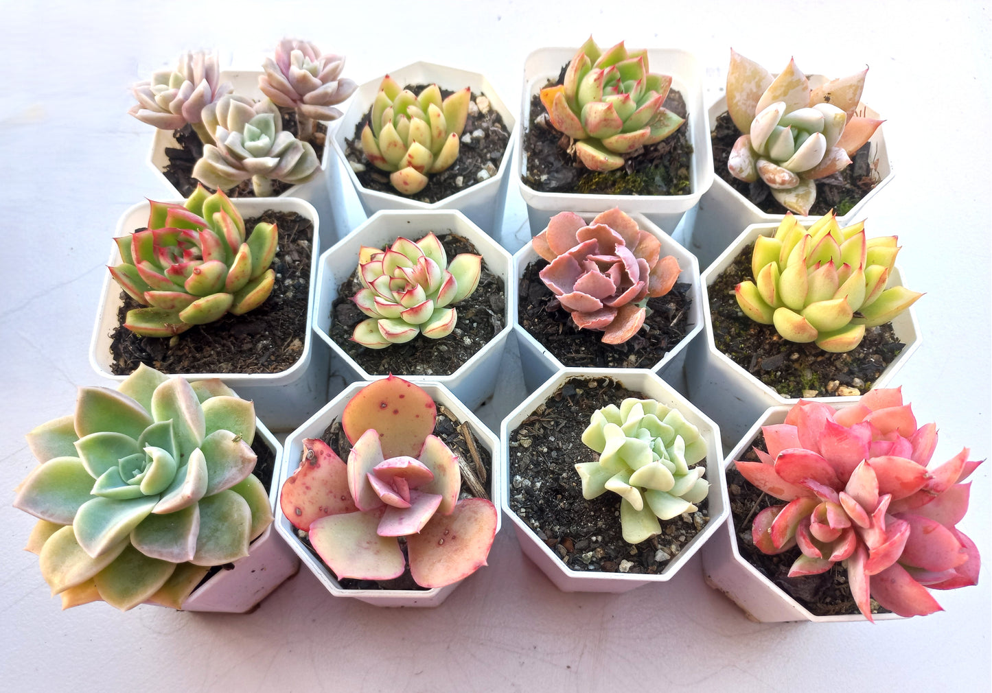 Rosette Succulents Rooted Bulk Pack (Pack D) - 12 Types in 8cm pots
