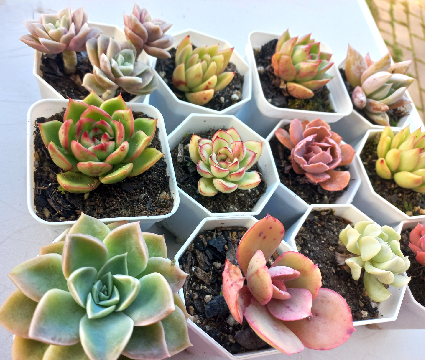 Rosette Succulents Rooted Bulk Pack (Pack D) - 12 Types in 8cm pots