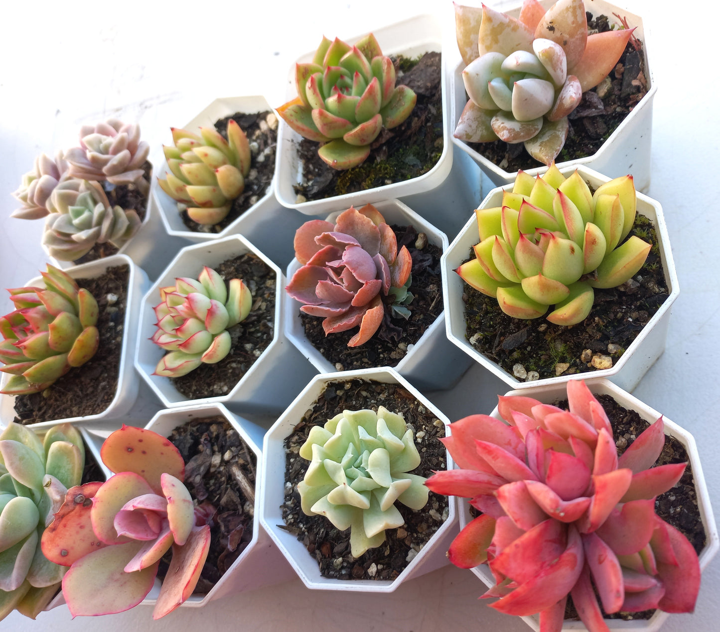 Rosette Succulents Rooted Bulk Pack (Pack D) - 12 Types in 8cm pots