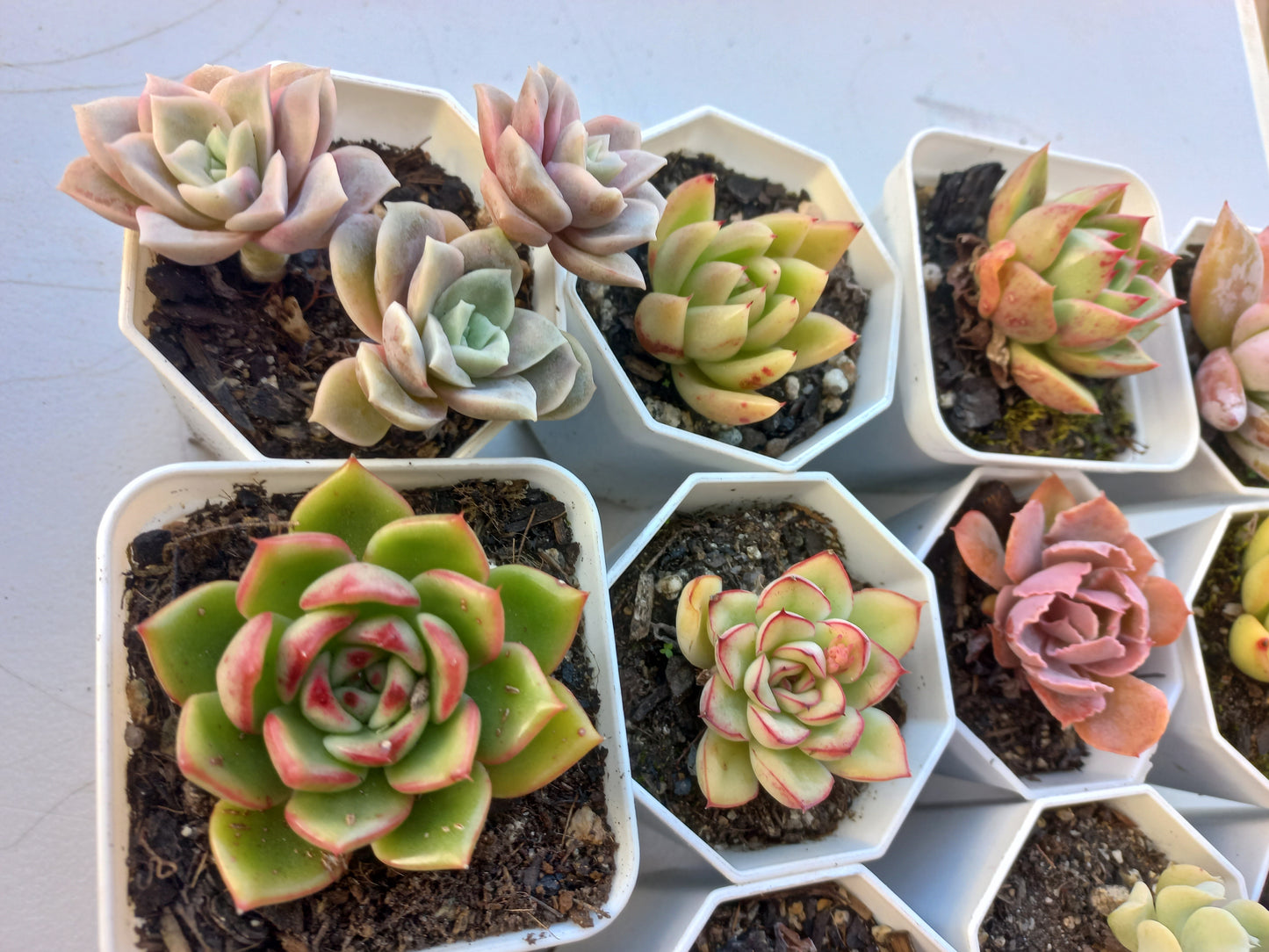 Rosette Succulents Rooted Bulk Pack (Pack D) - 12 Types in 8cm pots