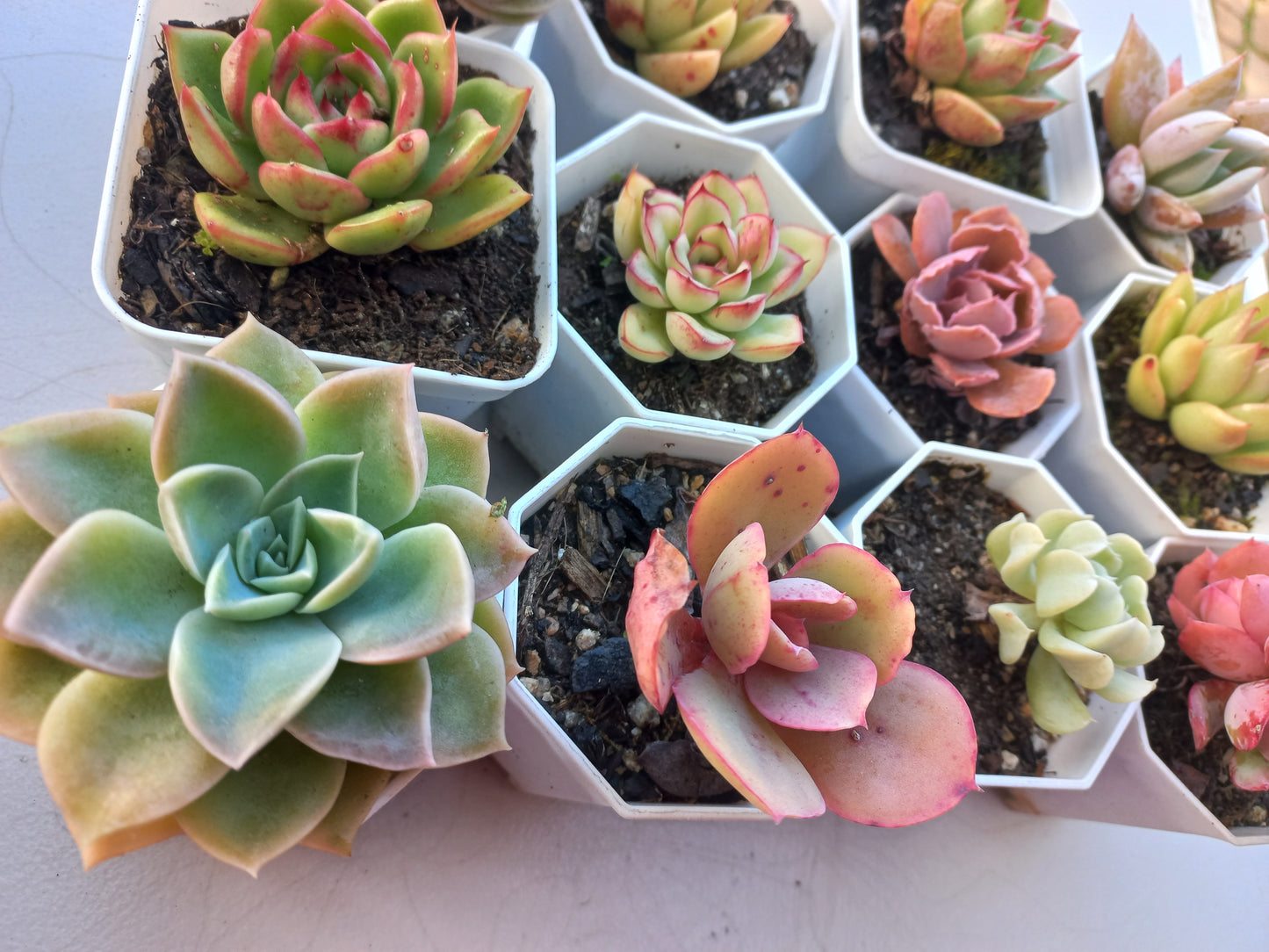 Rosette Succulents Rooted Bulk Pack (Pack D) - 12 Types in 8cm pots