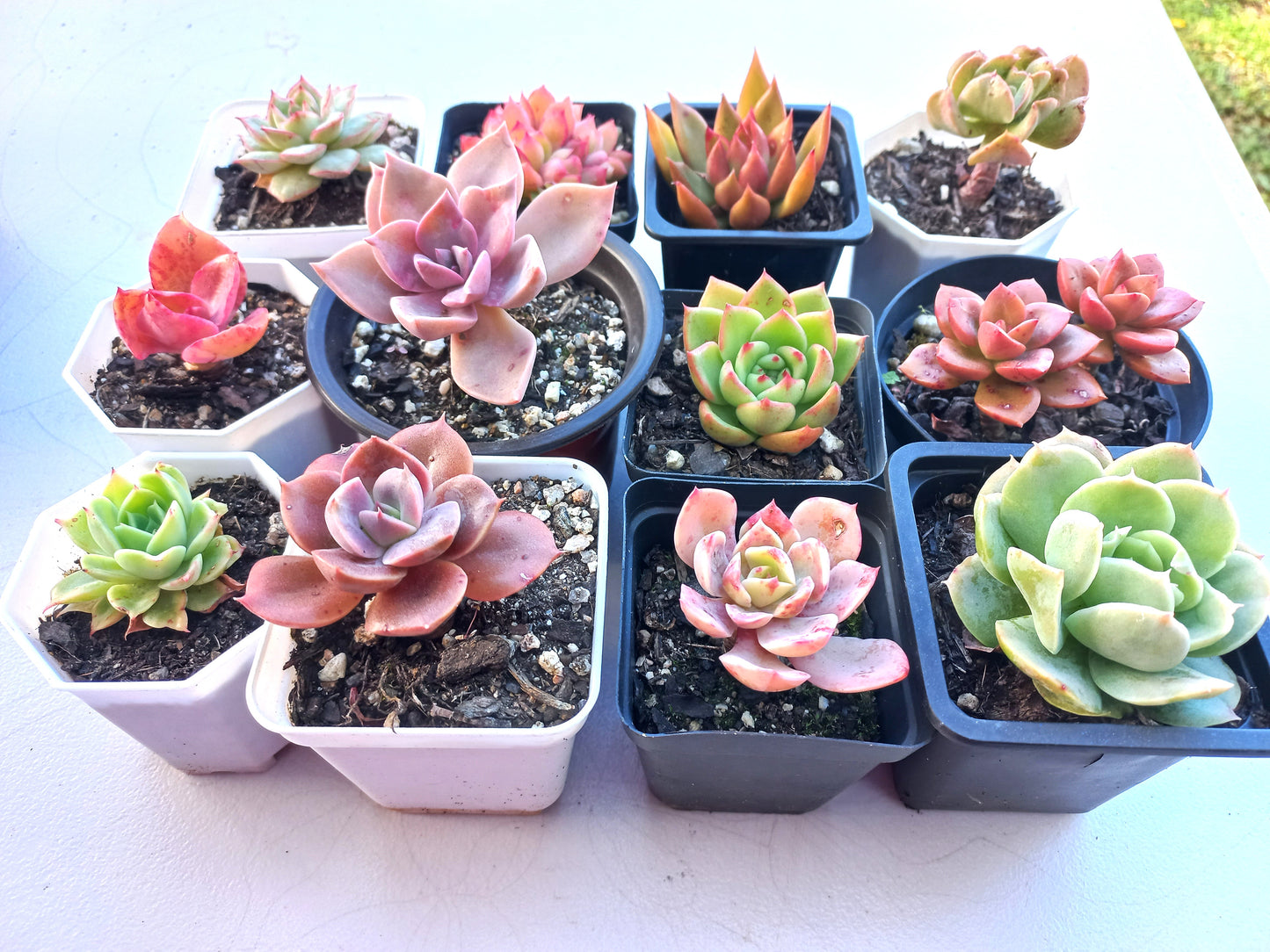 Rosette Succulents Rooted Bulk Pack (Pack E) - 12 Types in 7cm / 8cm pots
