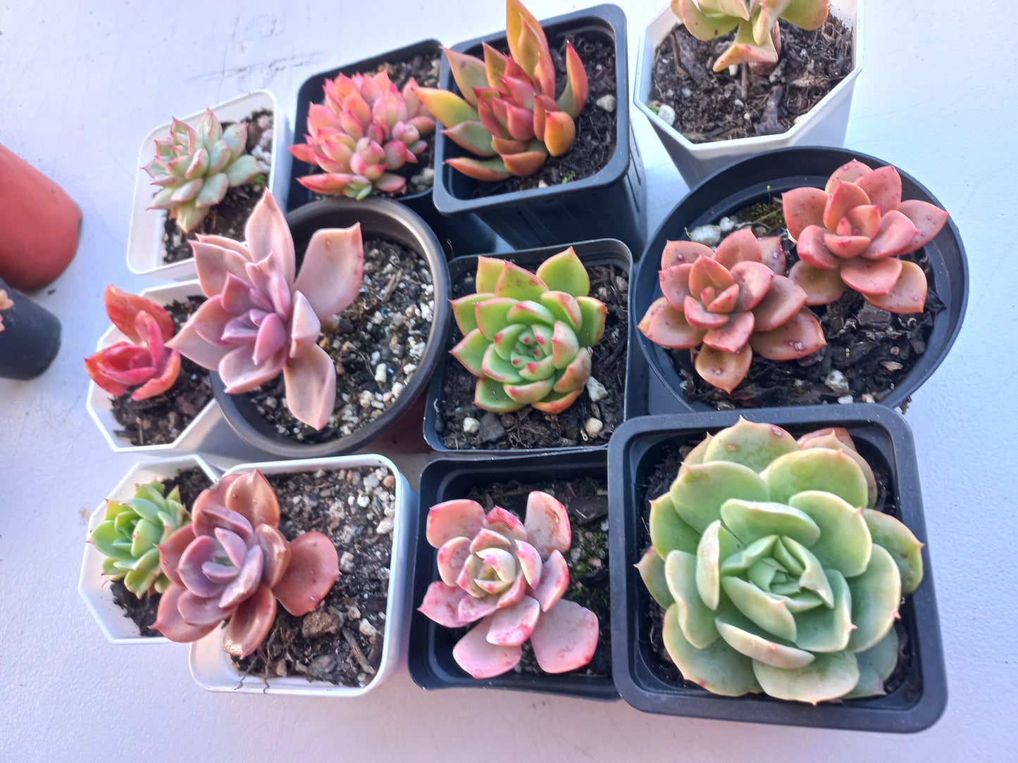 Rosette Succulents Rooted Bulk Pack (Pack E) - 12 Types in 7cm / 8cm pots