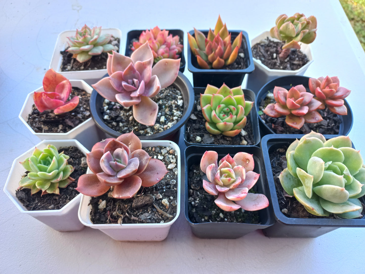 Rosette Succulents Rooted Bulk Pack (Pack E) - 12 Types in 7cm / 8cm pots