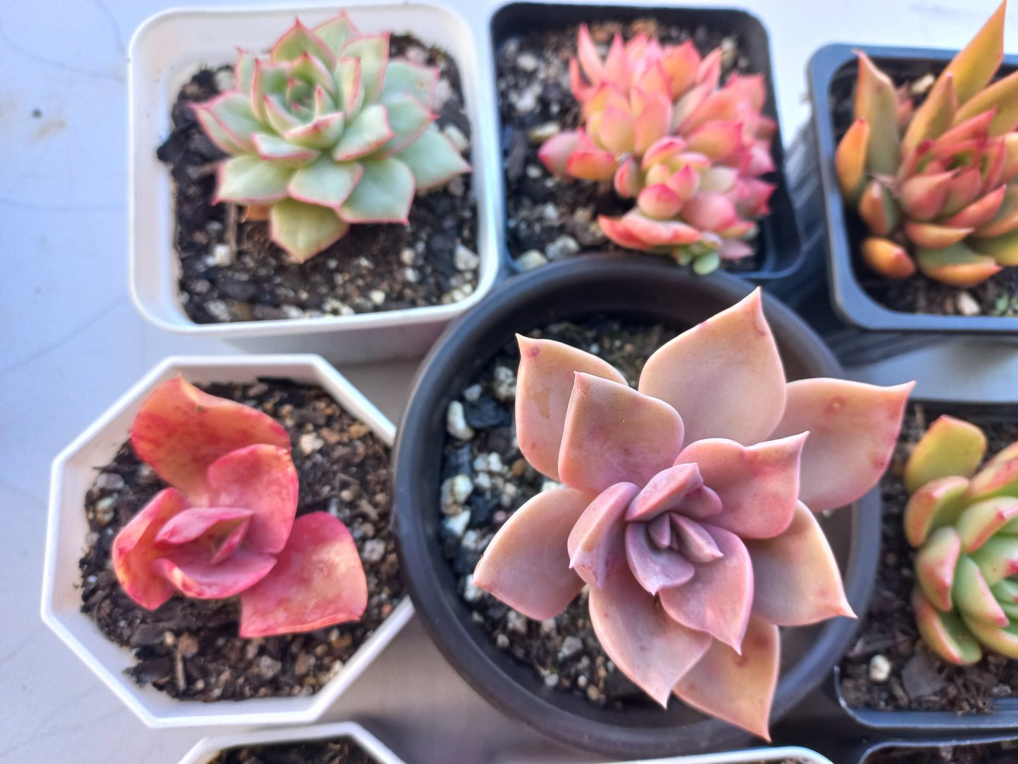 Rosette Succulents Rooted Bulk Pack (Pack E) - 12 Types in 7cm / 8cm pots
