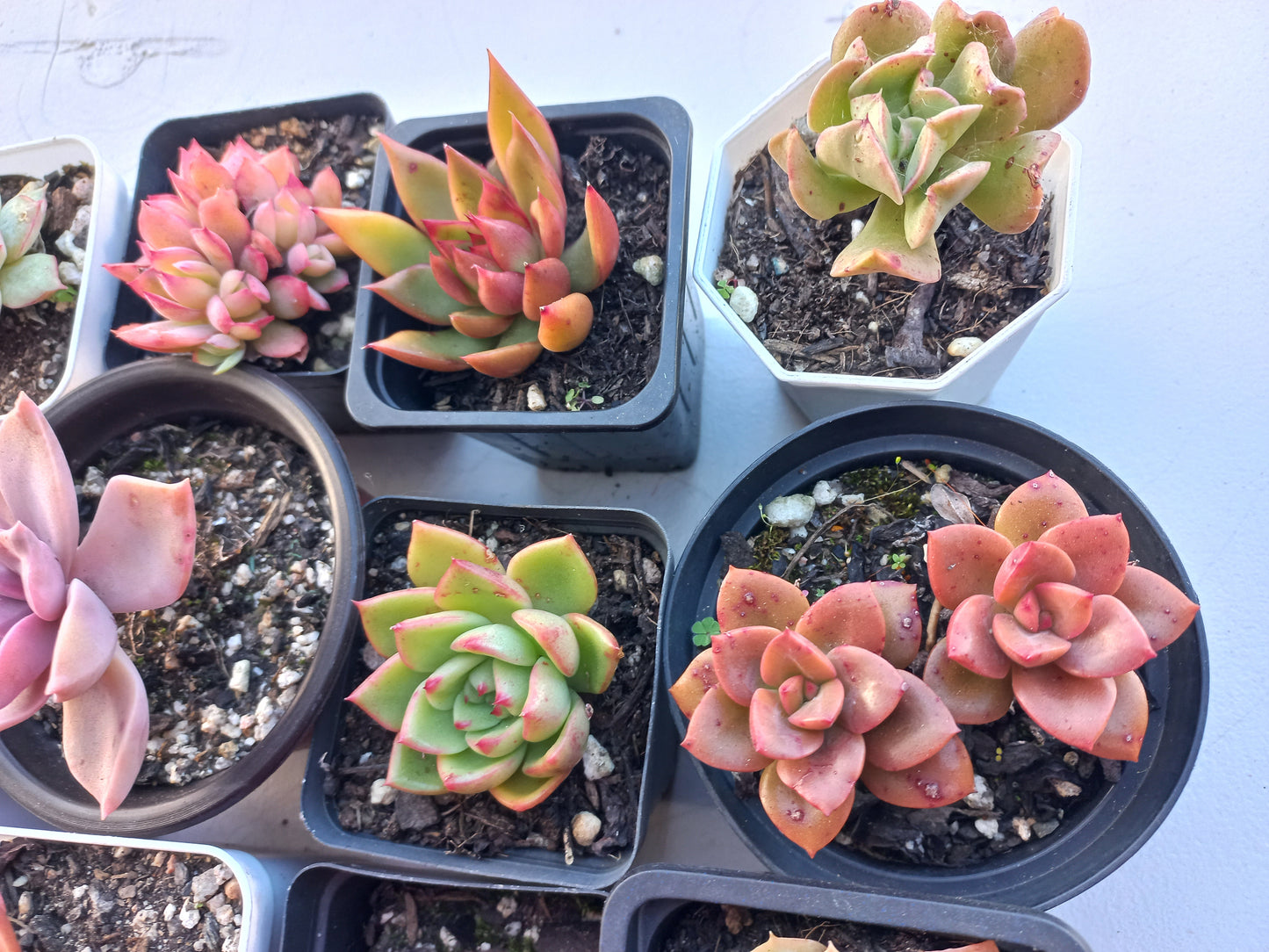 Rosette Succulents Rooted Bulk Pack (Pack E) - 12 Types in 7cm / 8cm pots