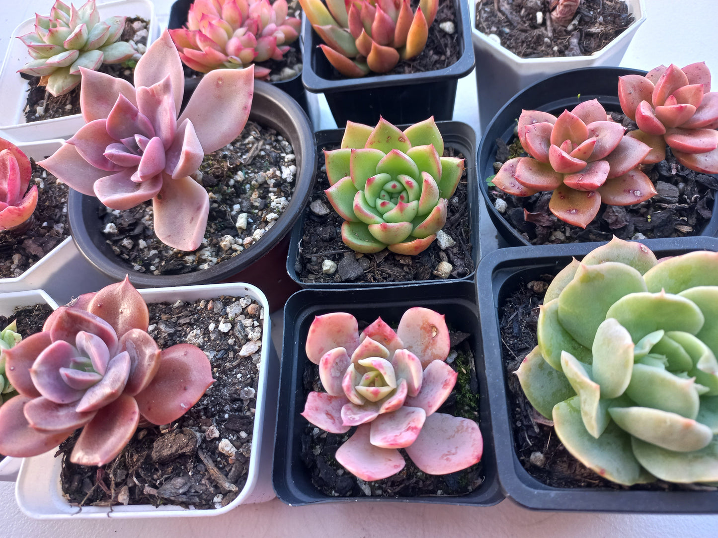 Rosette Succulents Rooted Bulk Pack (Pack E) - 12 Types in 7cm / 8cm pots