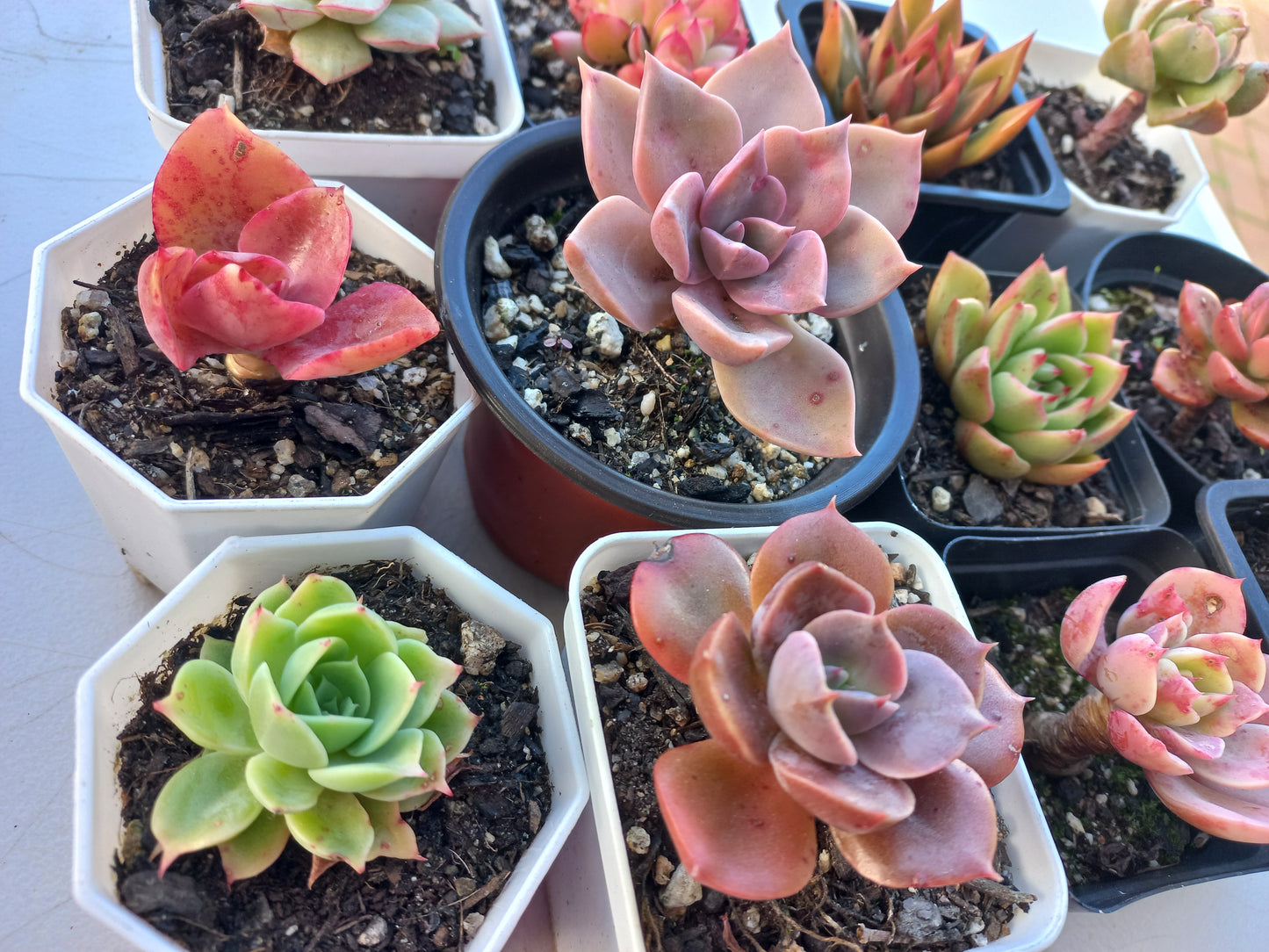 Rosette Succulents Rooted Bulk Pack (Pack E) - 12 Types in 7cm / 8cm pots