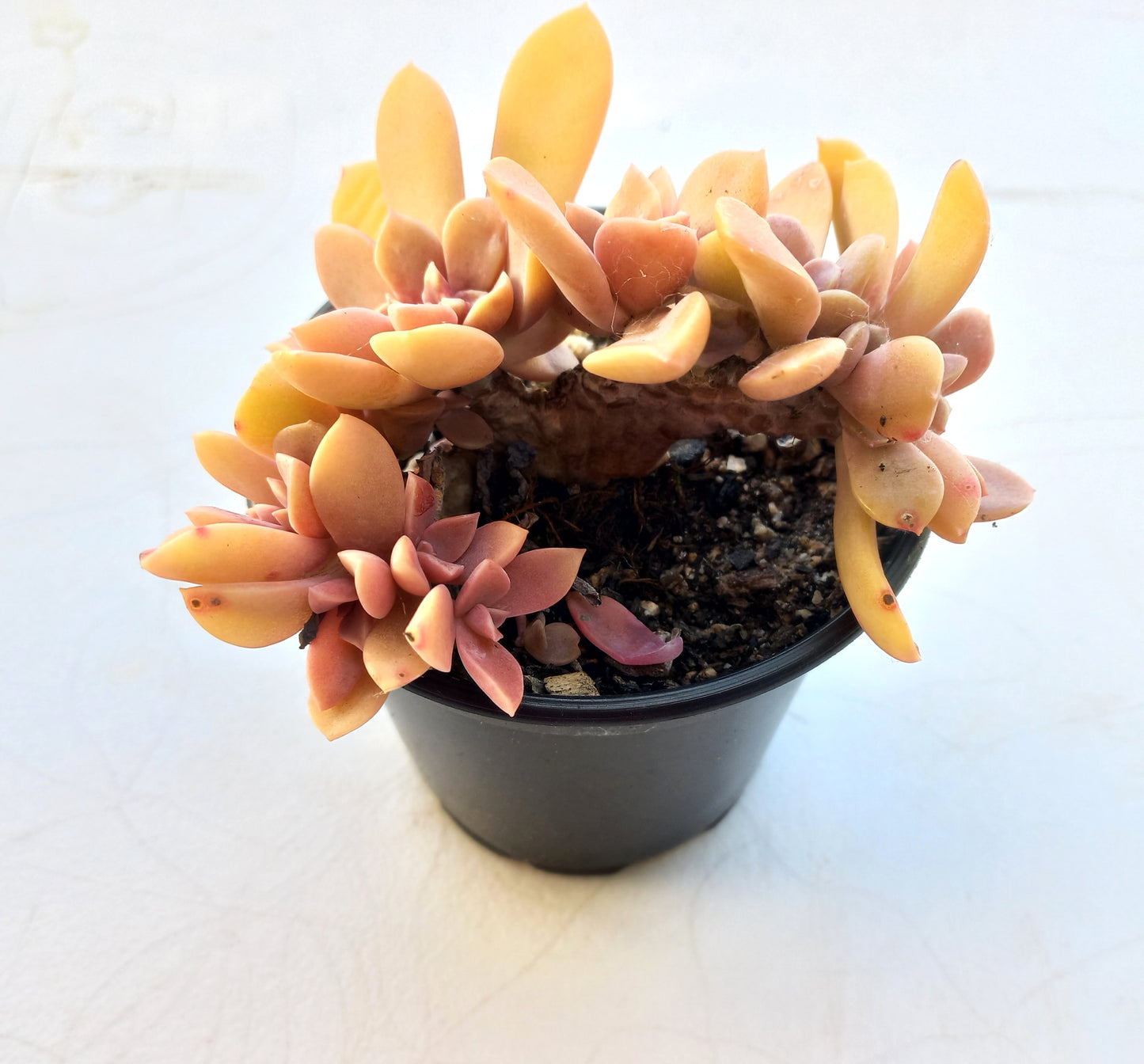 Graptoveria Fred Ives Crested - 10cm pot