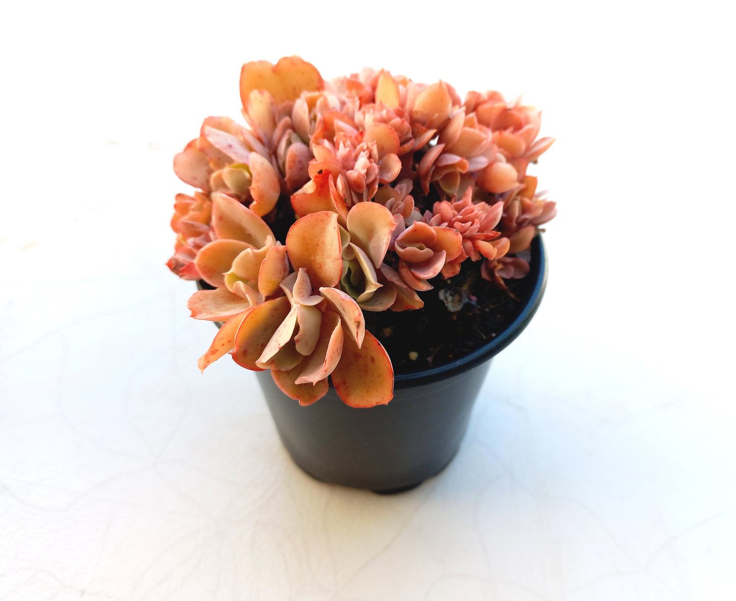 Echeveria 'Green smile f. Crested - 10cm pot