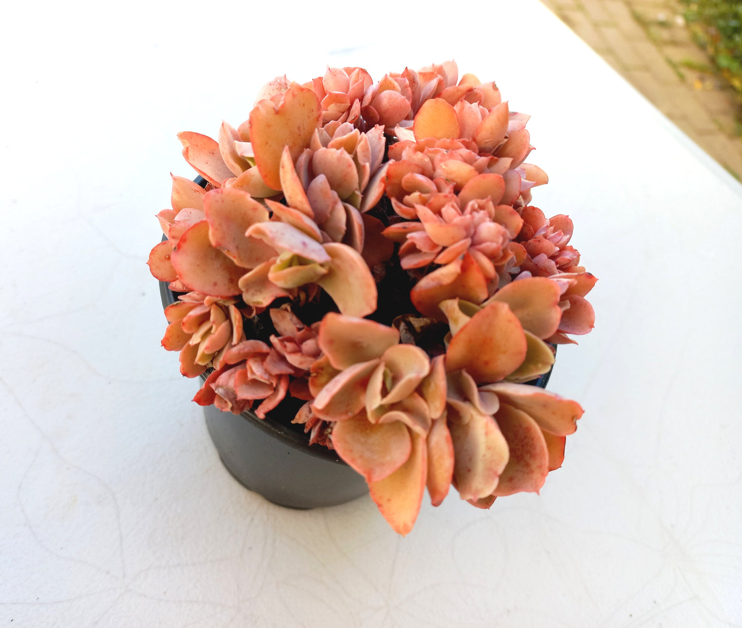 Echeveria 'Green smile f. Crested - 10cm pot