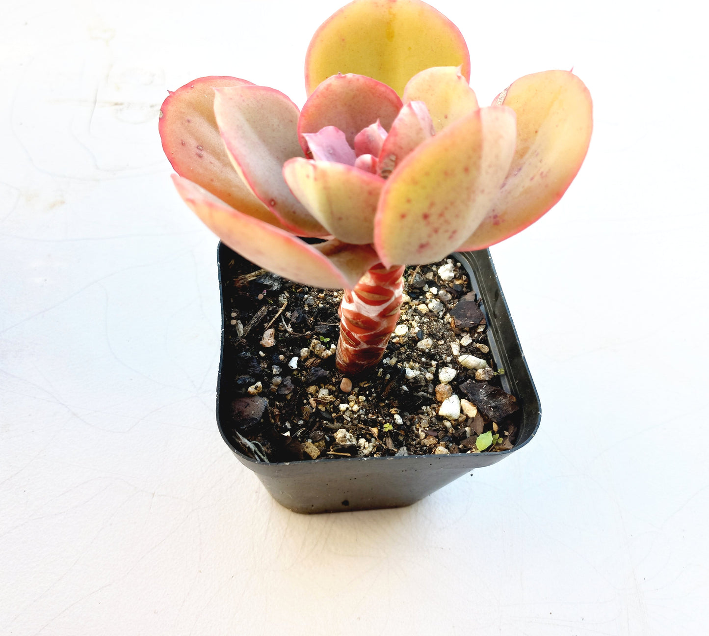 Echeveria Big Red - 10cm pot