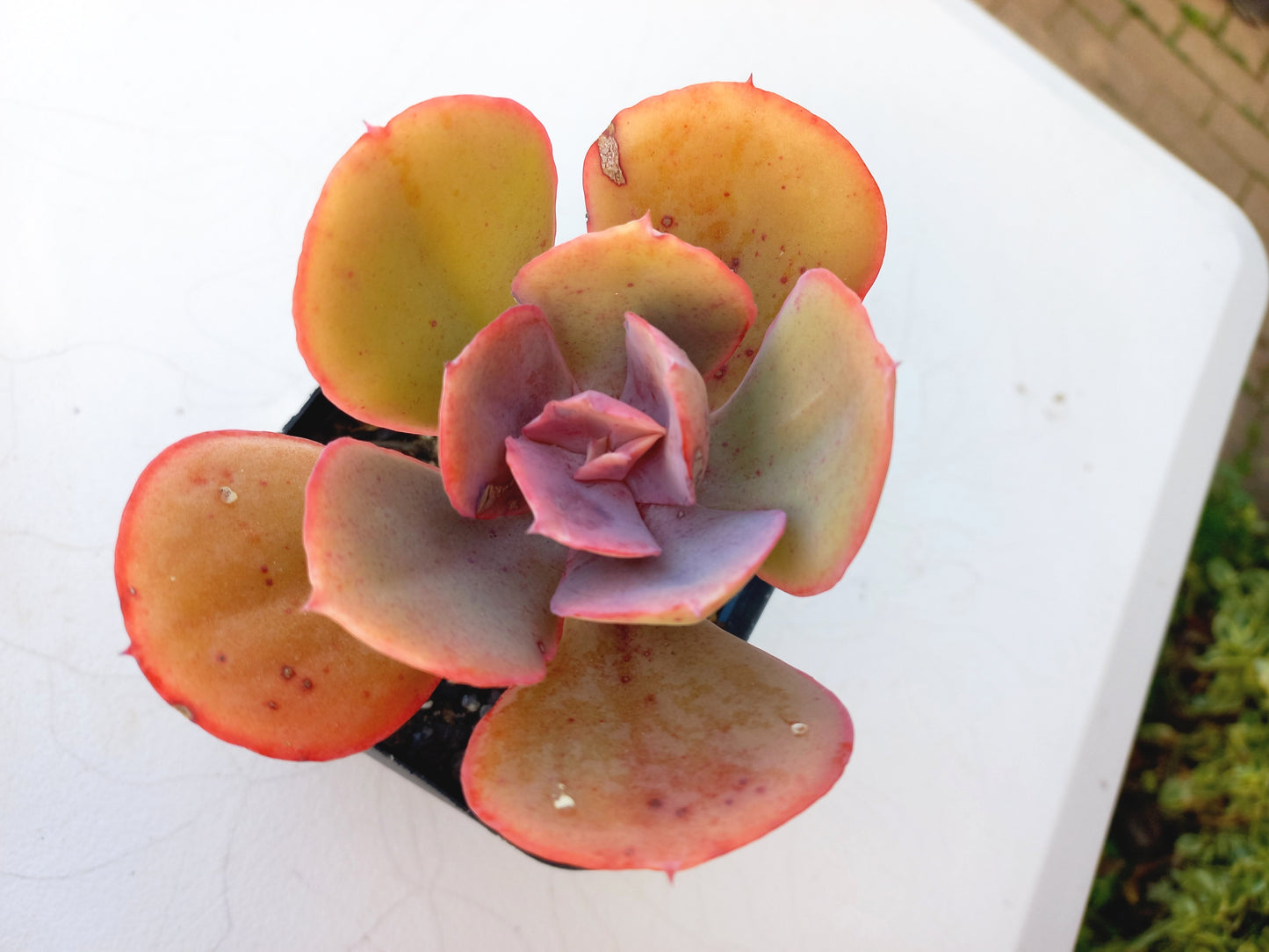 Echeveria Big Red - 10cm pot