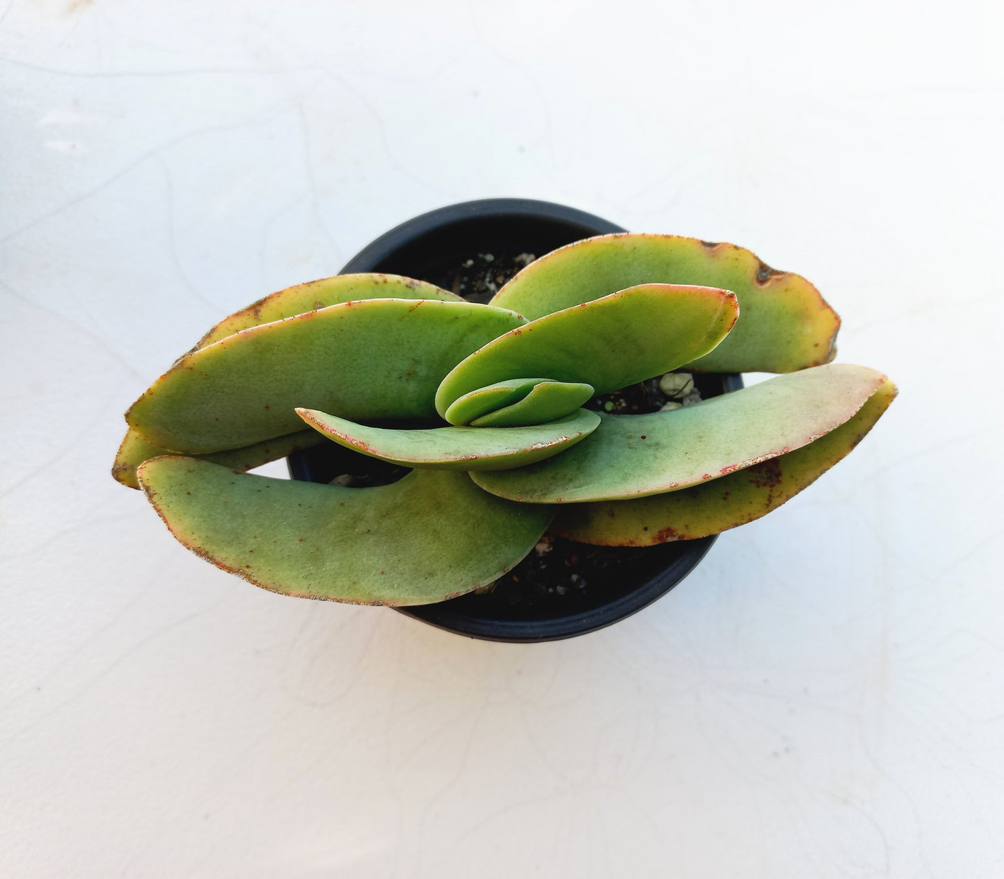 Crassula Falcata - 8cm pot