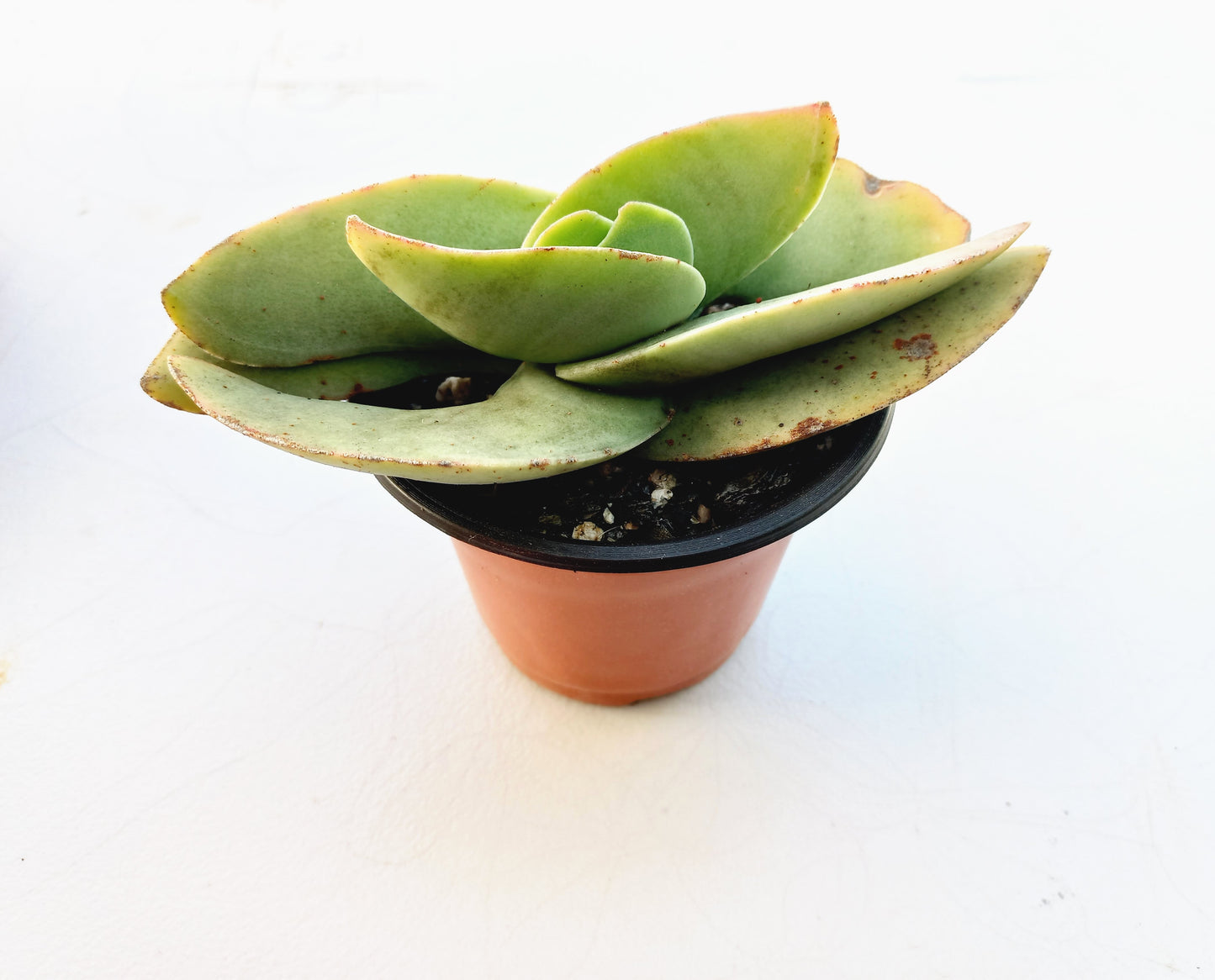 Crassula Falcata - 8cm pot