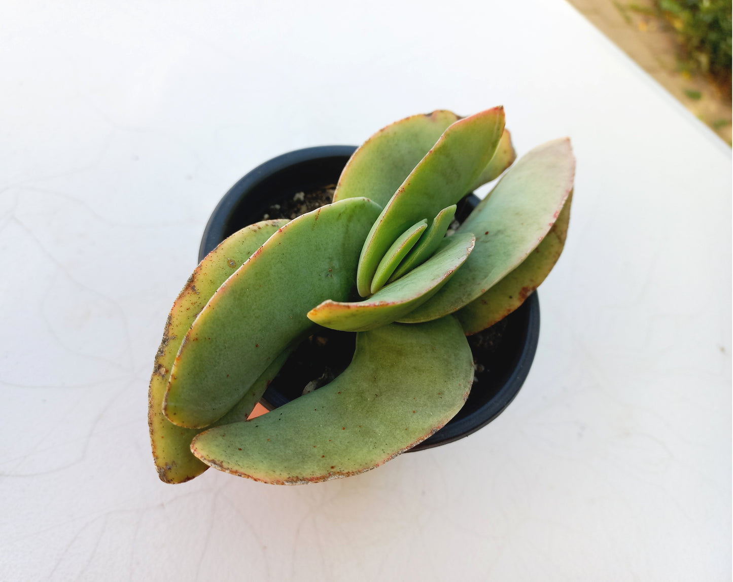 Crassula Falcata - 8cm pot