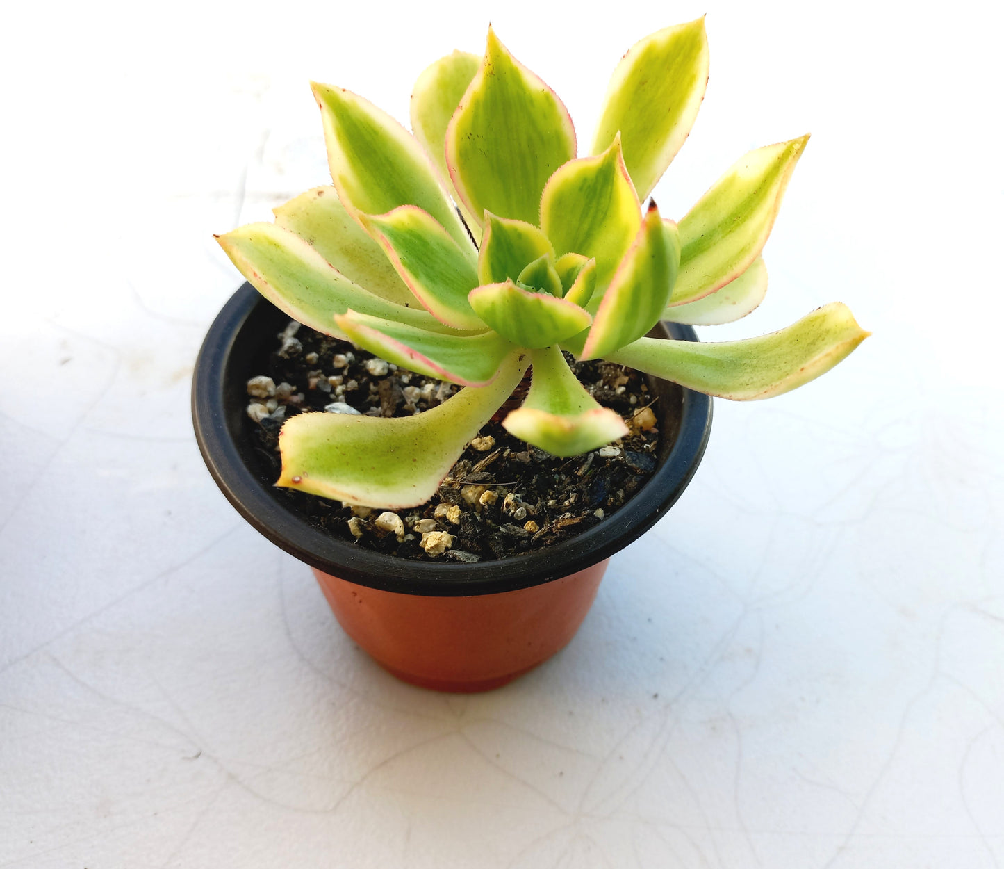 Aeonium Sunburst - 8cm pot