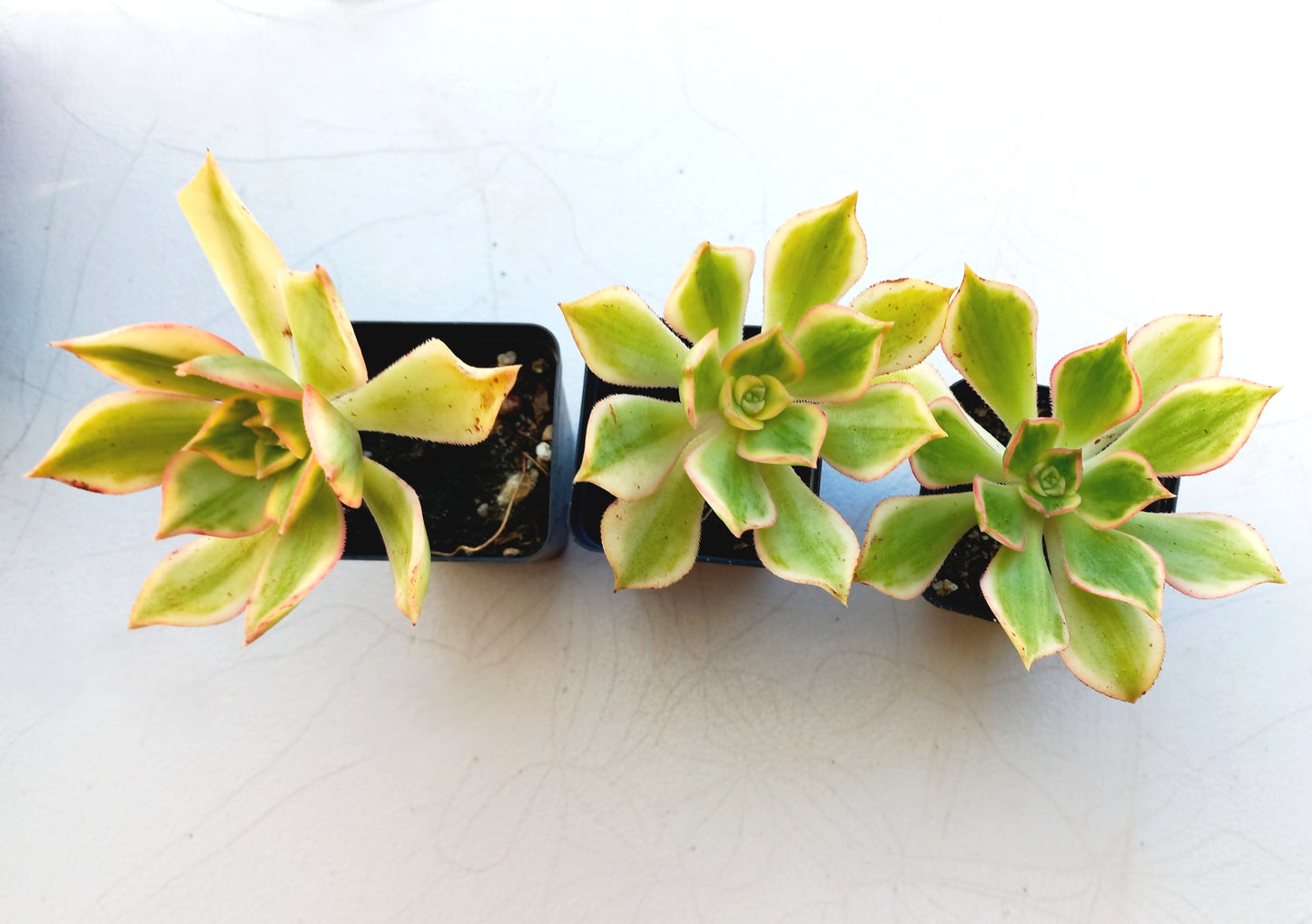 Aeonium Sunburst - 7cm pot