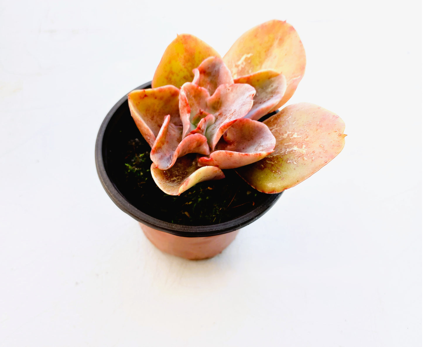 Echeveria Takasago no okina - 8cm pot