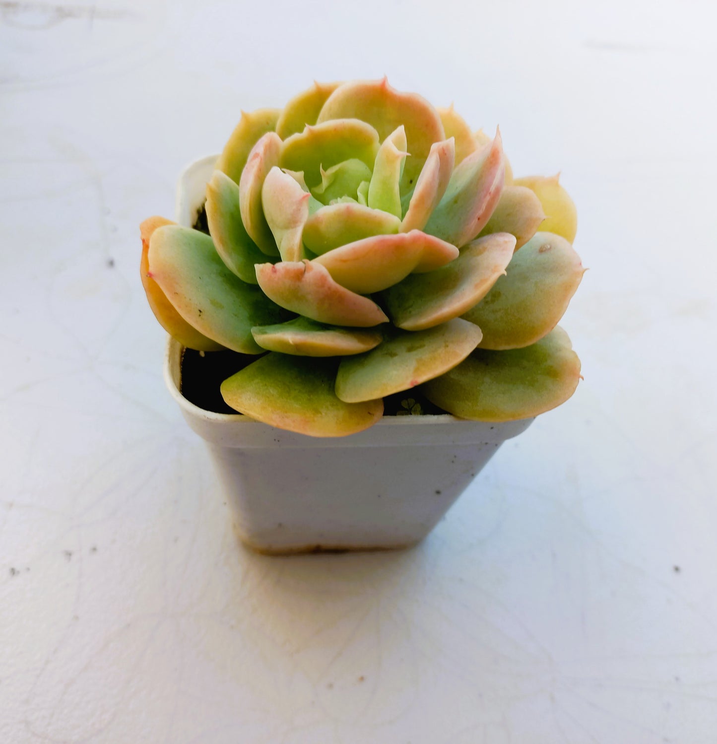 Echeveria Bladerunner- 7cm pot