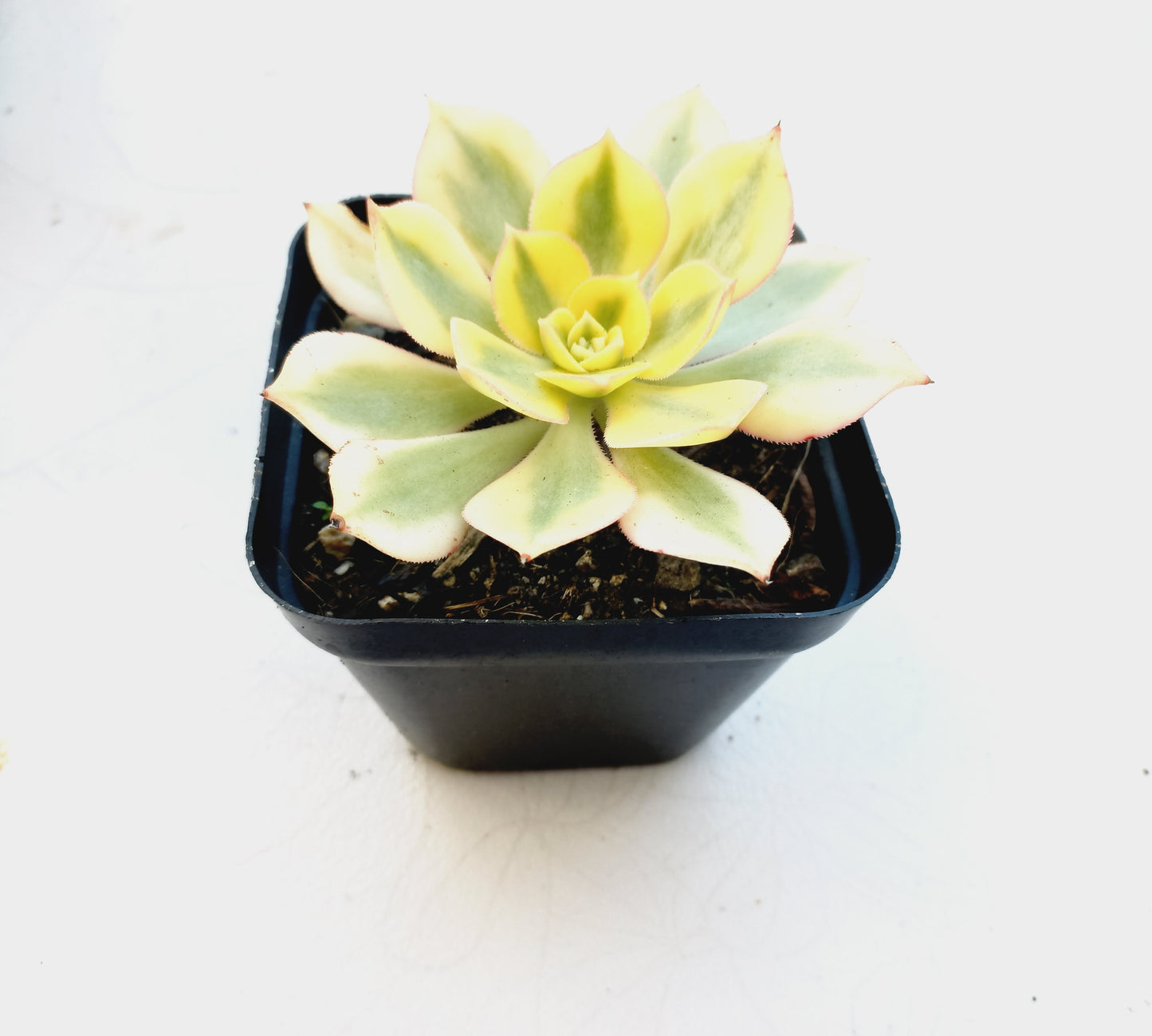 Aeonium Sunburst - 10cm pot