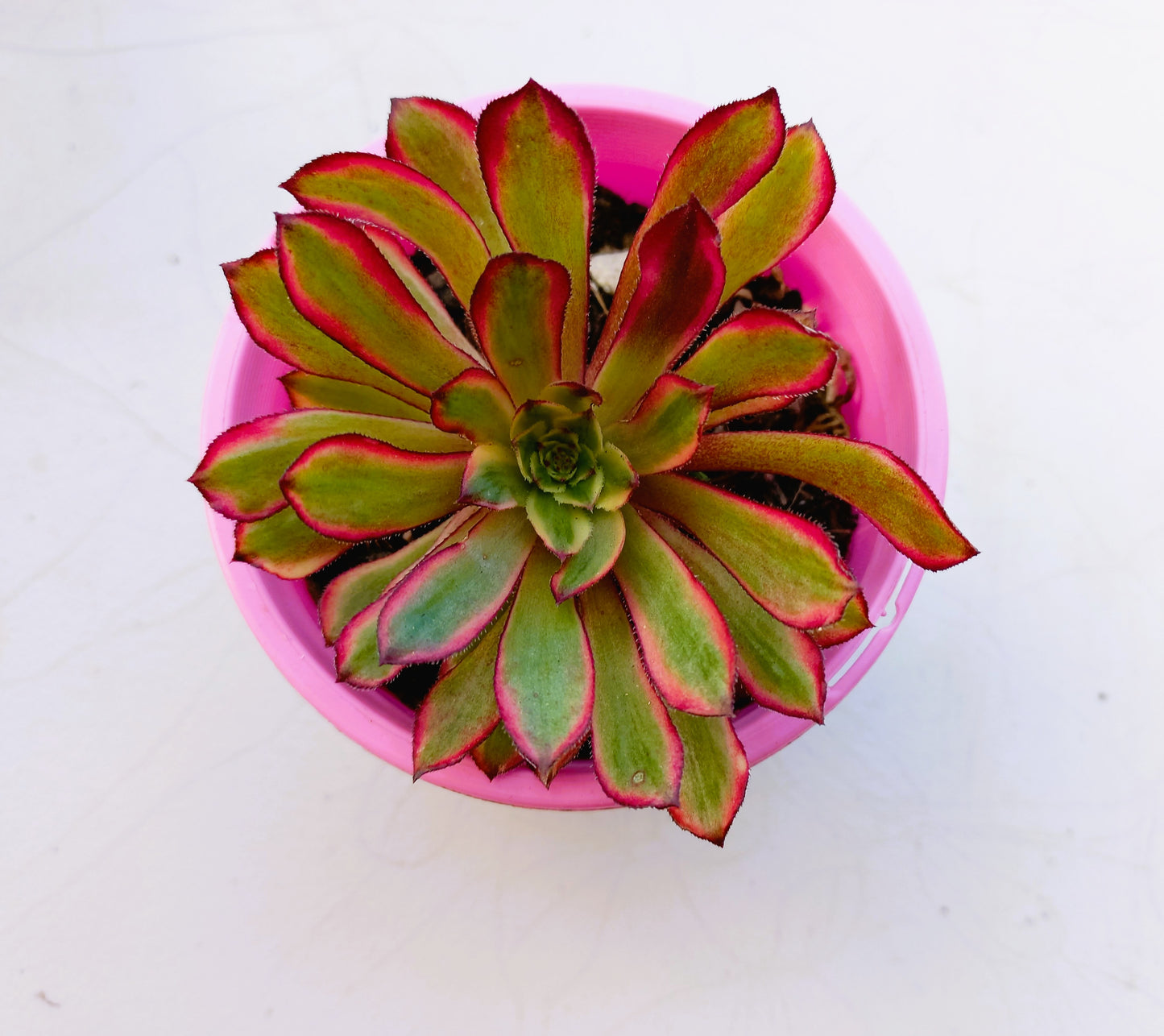 Aeonium Mardi Gras - 10cm pot