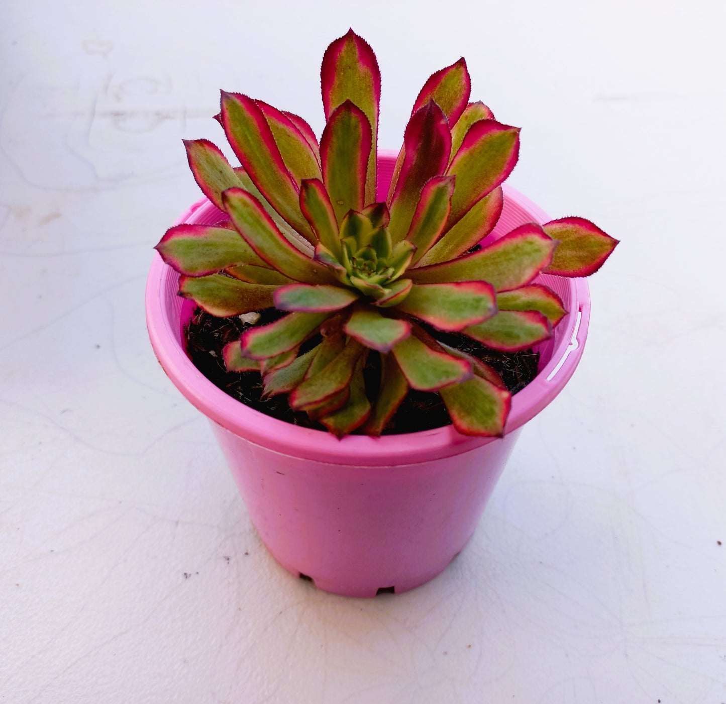 Aeonium Mardi Gras - 10cm pot