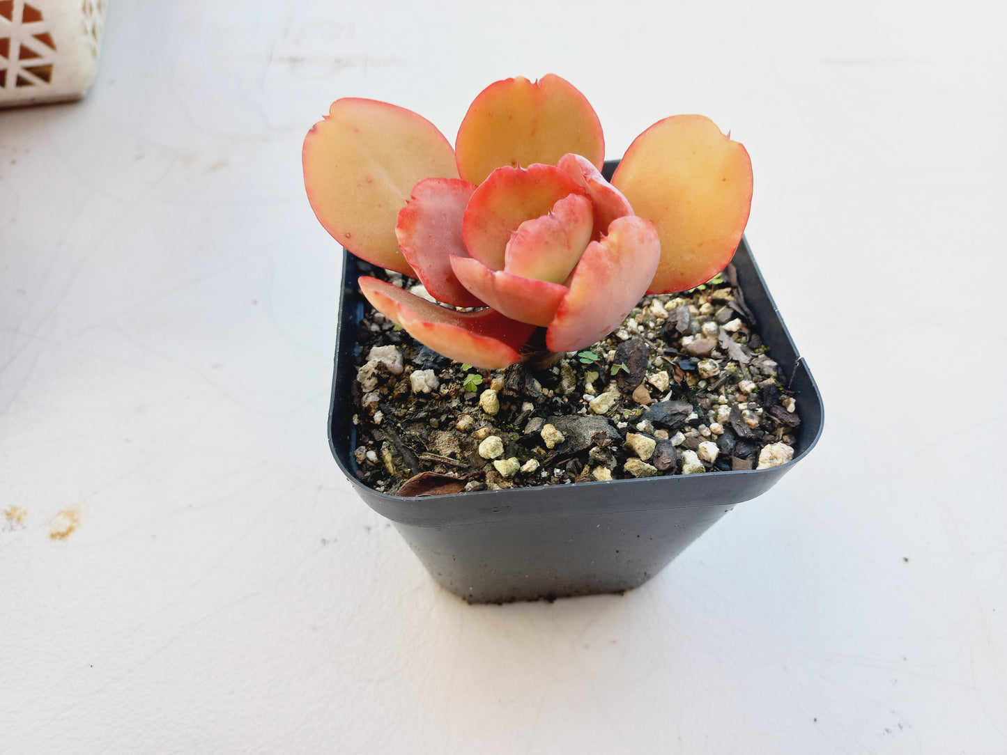 Echeveria Big Red - 7cm pot