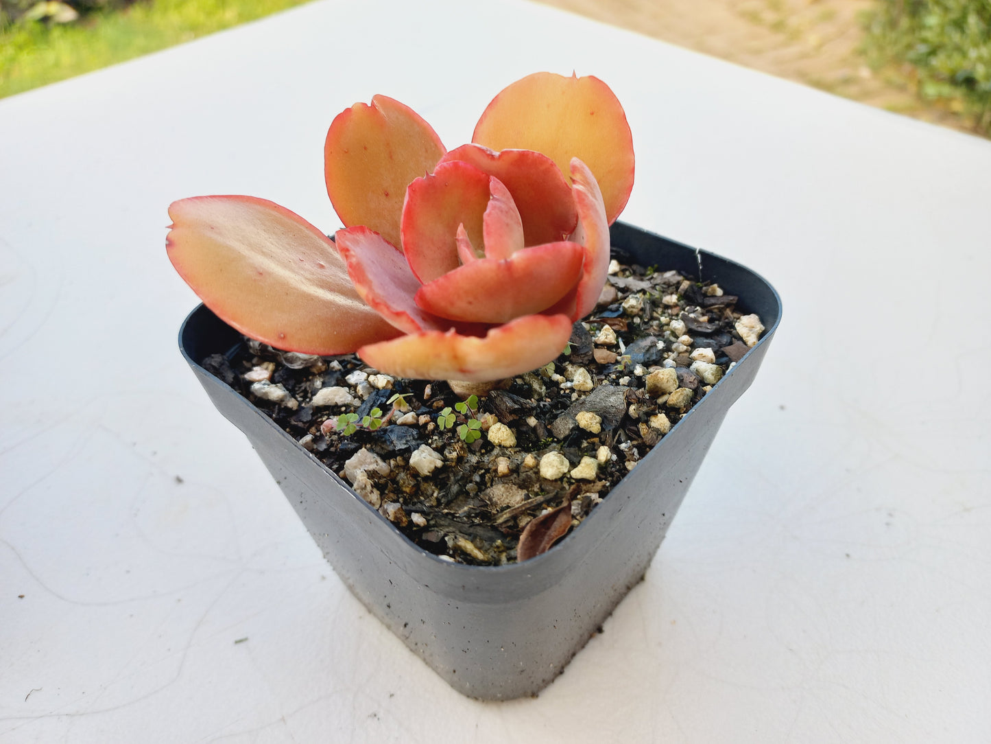 Echeveria Big Red - 7cm pot